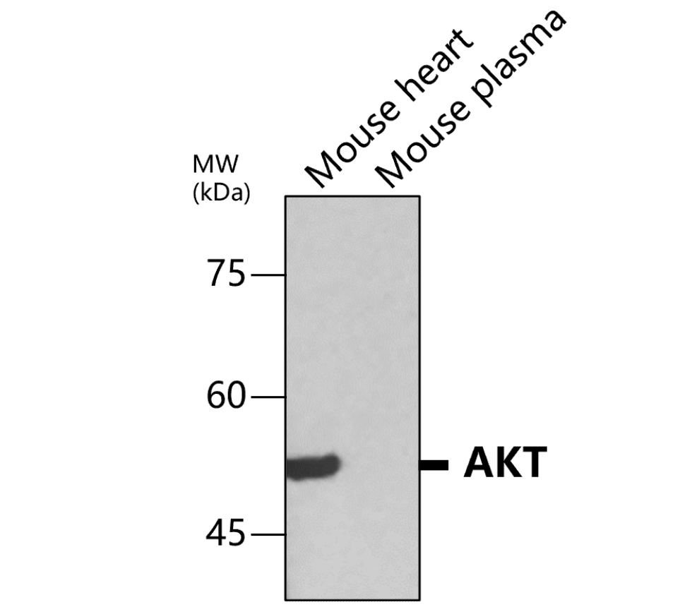 Akt1+2+3 / Pan-AKT
