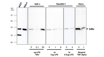 IKB alpha/NFKBIA Antibody