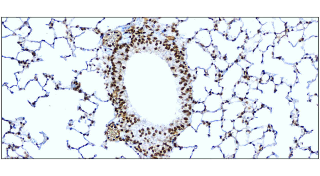 NFE2L2/NRF2 Antibody