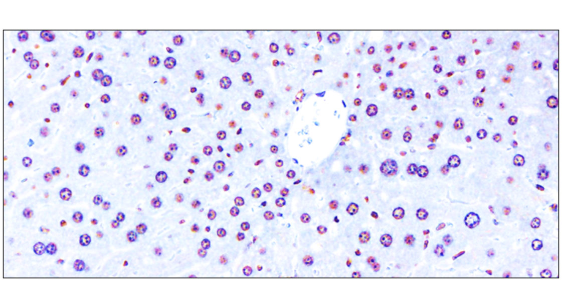 NFE2L2/NRF2 Antibody