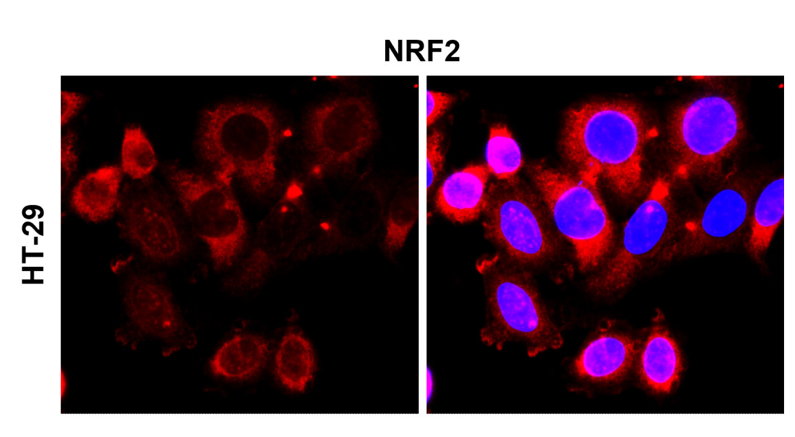 NFE2L2/NRF2 Antibody