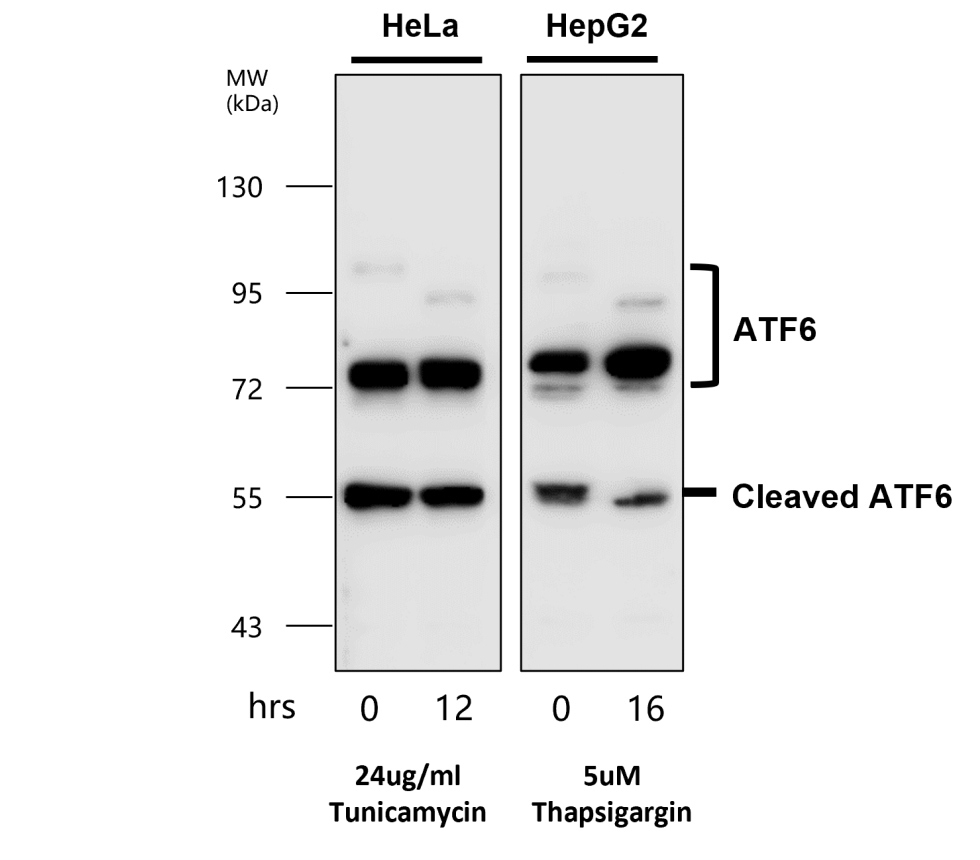 ATF6 Antibody