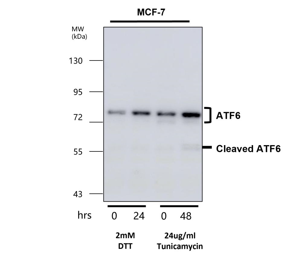 ATF6 Antibody