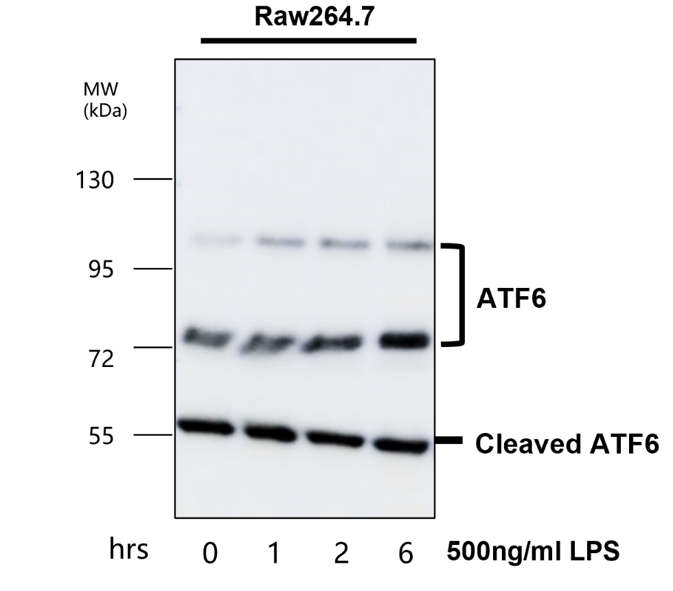 ATF6 Antibody