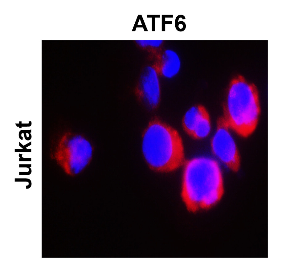 ATF6 Antibody
