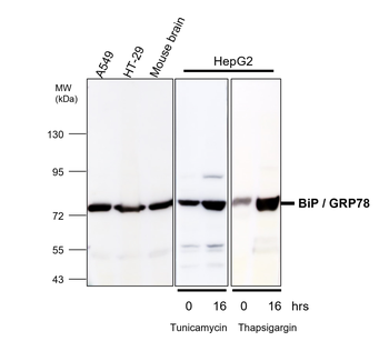 BiP Rabbit Polyclonal Antibody
