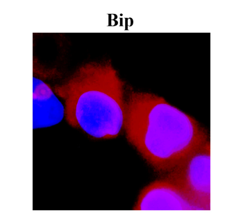 BiP Rabbit Polyclonal Antibody
