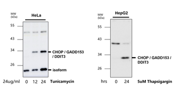 CHOP/GADD153/DDIT3 Antibody