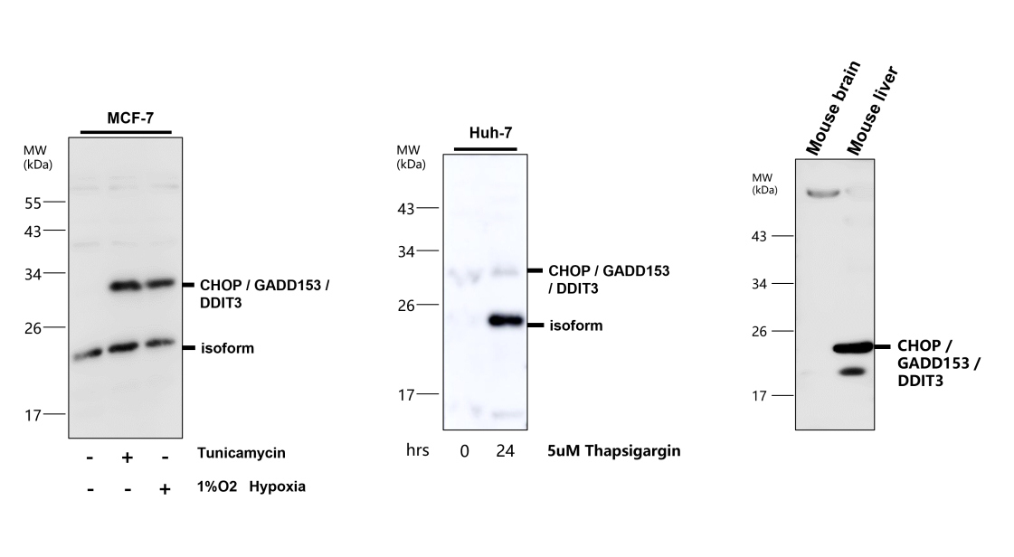 CHOP/GADD153/DDIT3 Antibody