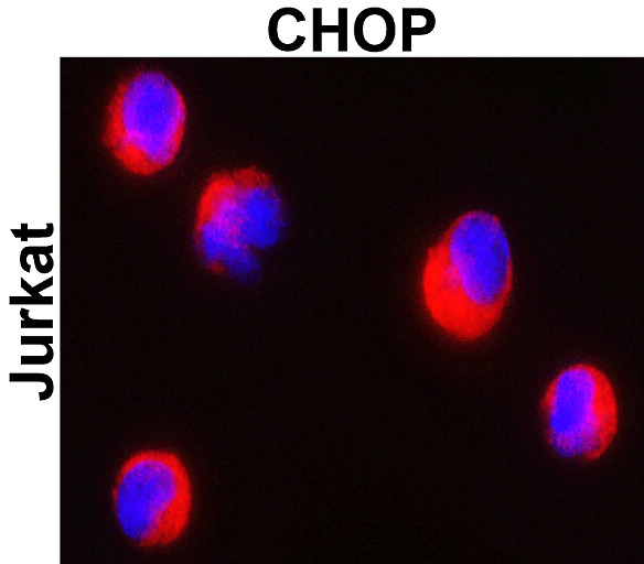 CHOP/GADD153/DDIT3 Antibody