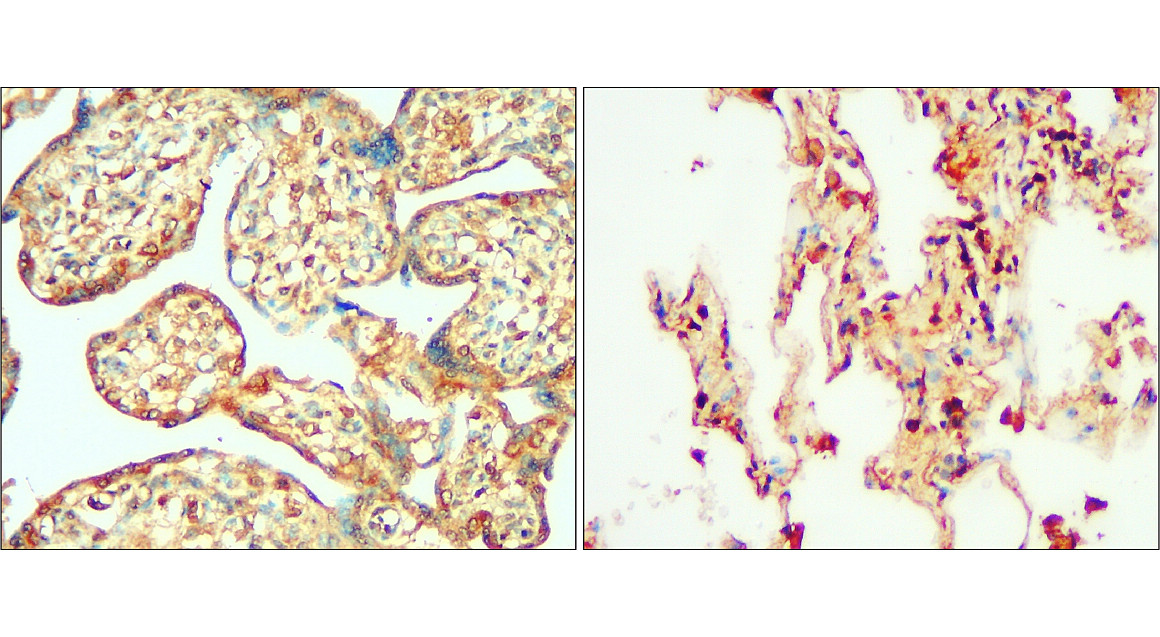 CHOP/GADD153/DDIT3 Antibody