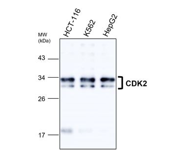 CDK2 Rabbit Polyclonal Antibody