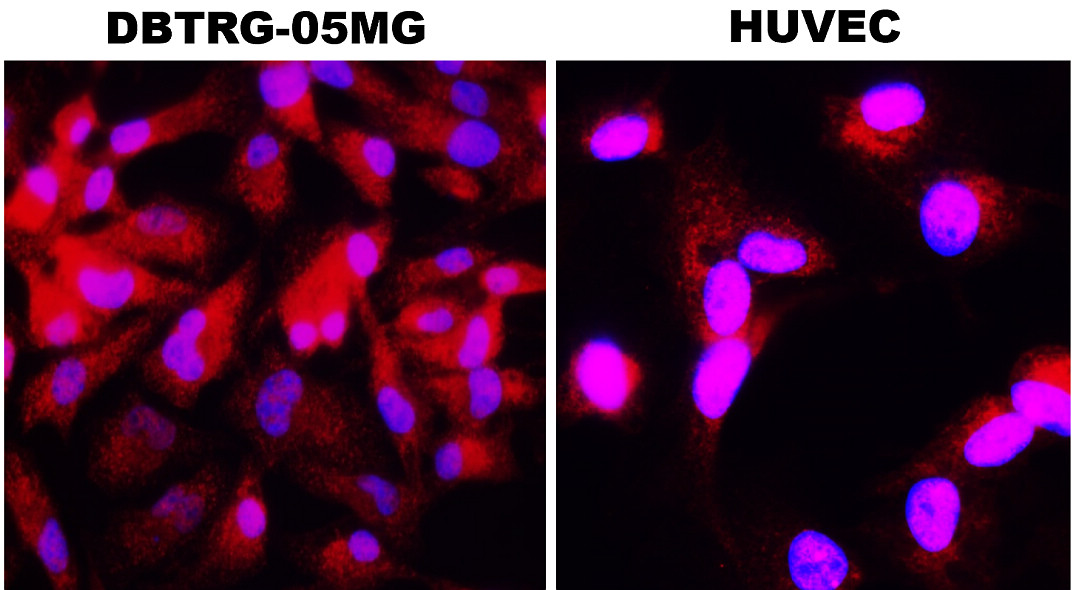 Cyclin A2 Antibody