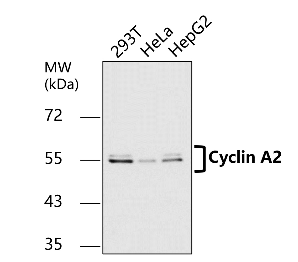 Cyclin A2 Antibody