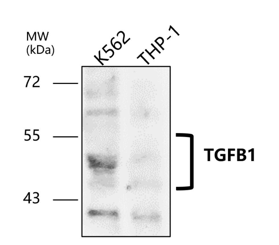 TGF beta 1 Antibody
