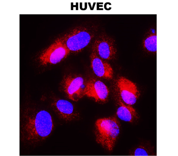 COX2/PTGS2 Antibody