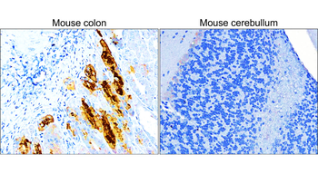 COX2/PTGS2 Antibody