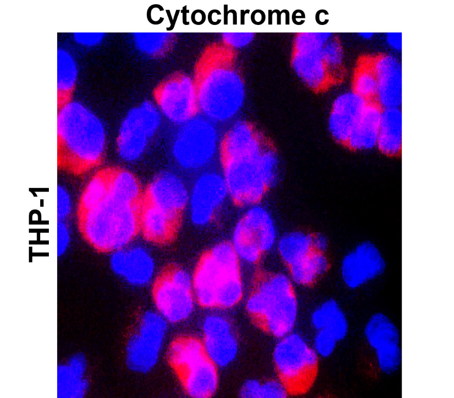 Cytochrome C/CYCS Antibody