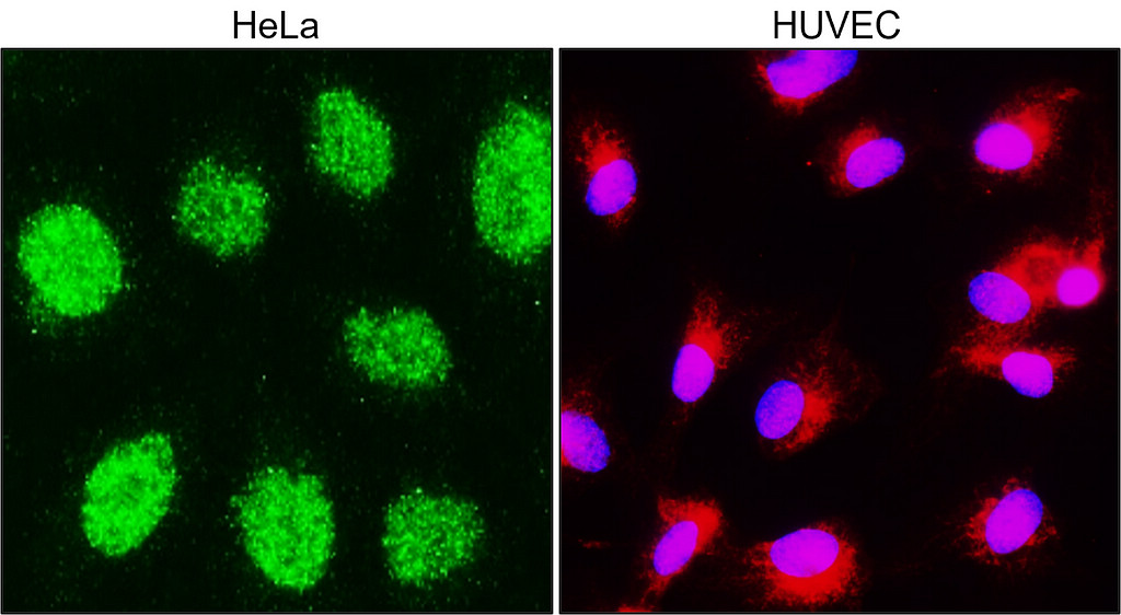 PARP1 Antibody