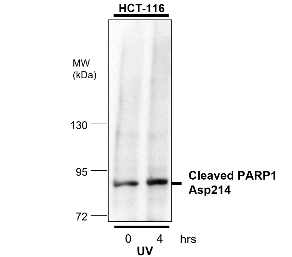 cleaved PARP Asp214 Antibody