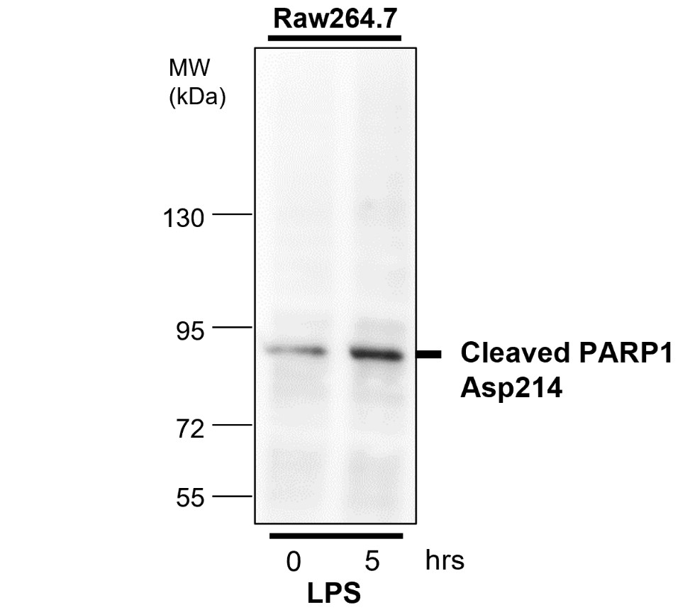cleaved PARP Asp214 Antibody