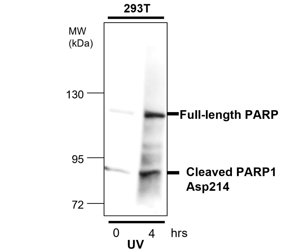 cleaved PARP Asp214 Antibody