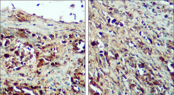 Caspase-9 cleaved Asp315 Rabbit Polyclonal Antibody