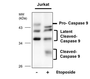Caspase 9 cleaved Asp330 Rabbit Polyclonal Antibody