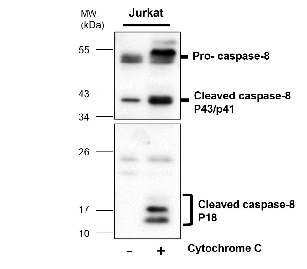 Caspase-8 Cleaved