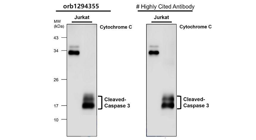Caspase 3 p17 antibody