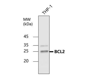 BCL2 Rabbit Polyclonal Antibody