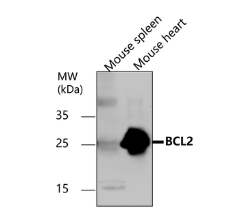 BCL2 Rabbit Polyclonal Antibody
