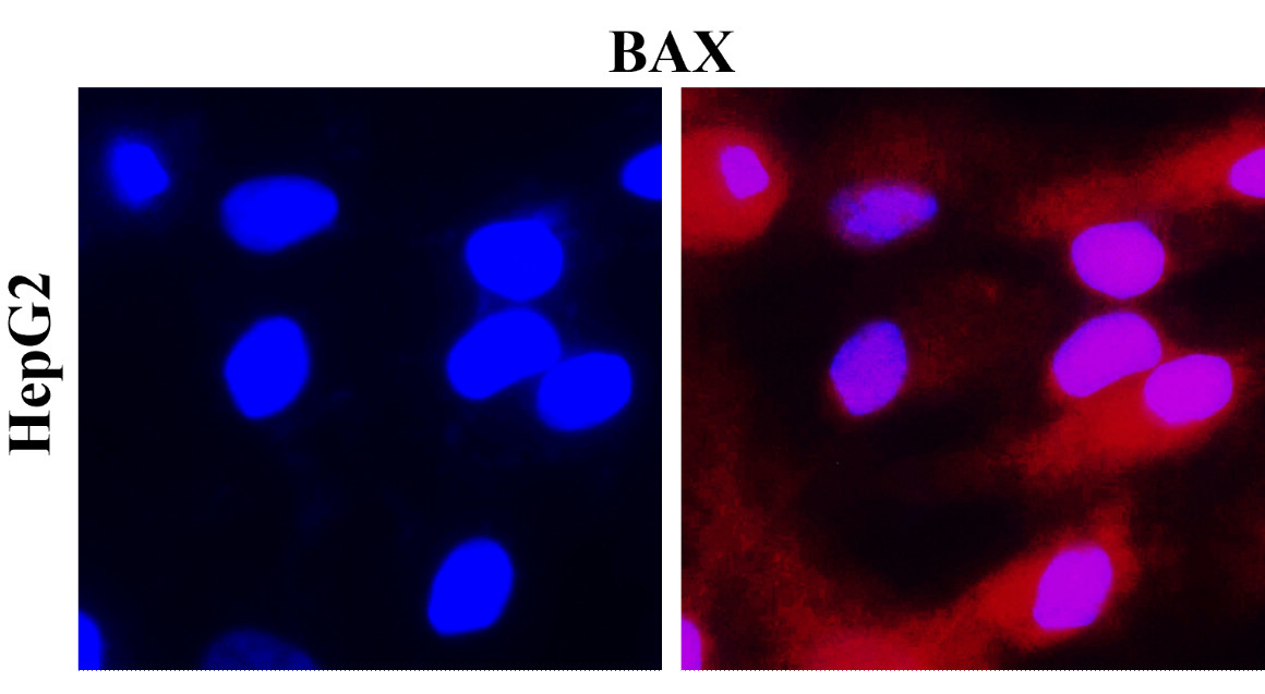 BAX Antibody