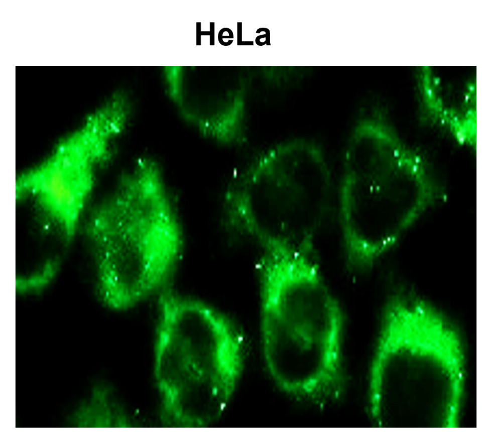 SQSTM1 antibody