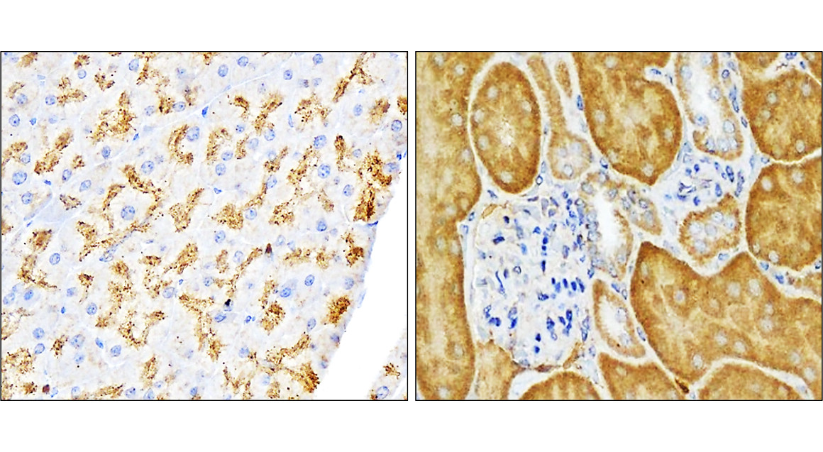 SQSTM1 antibody