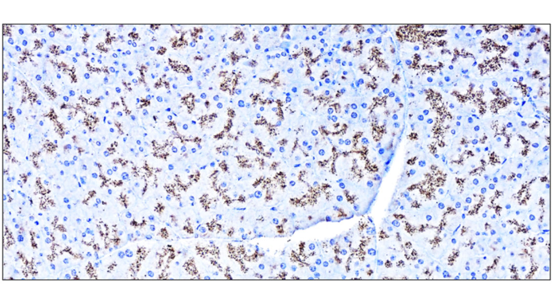 SQSTM1 antibody