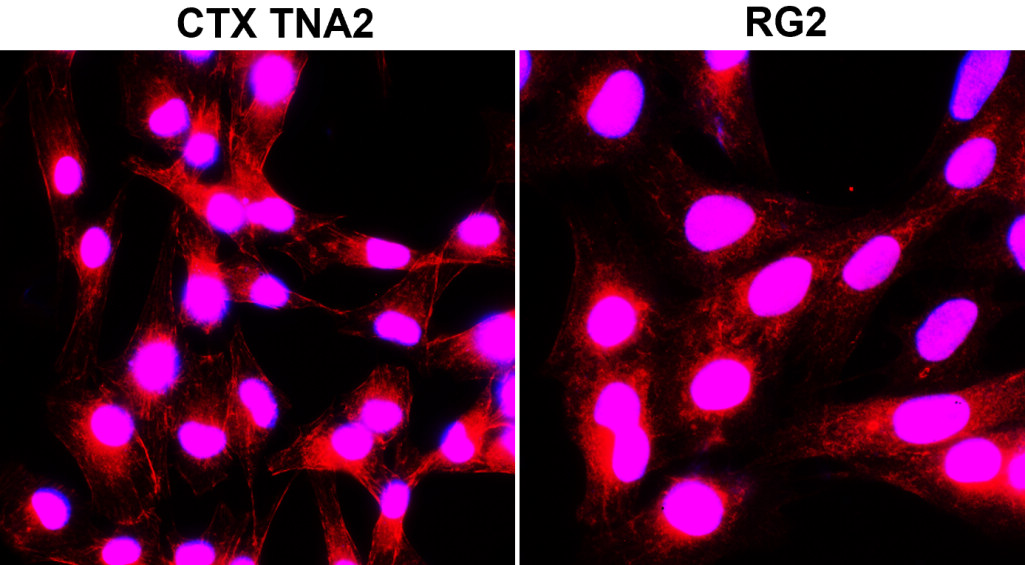 LC3B Antibody