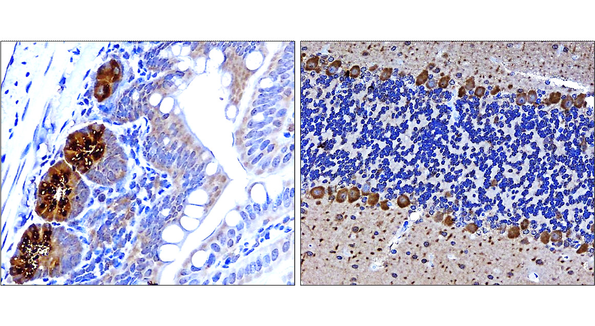 LC3B Antibody