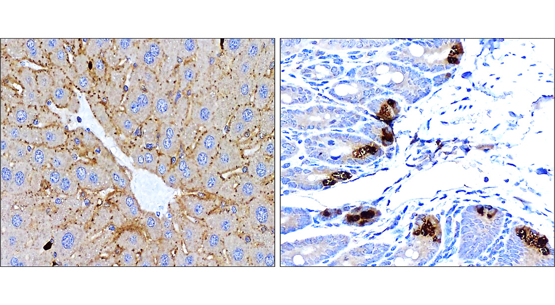 LC3B Antibody