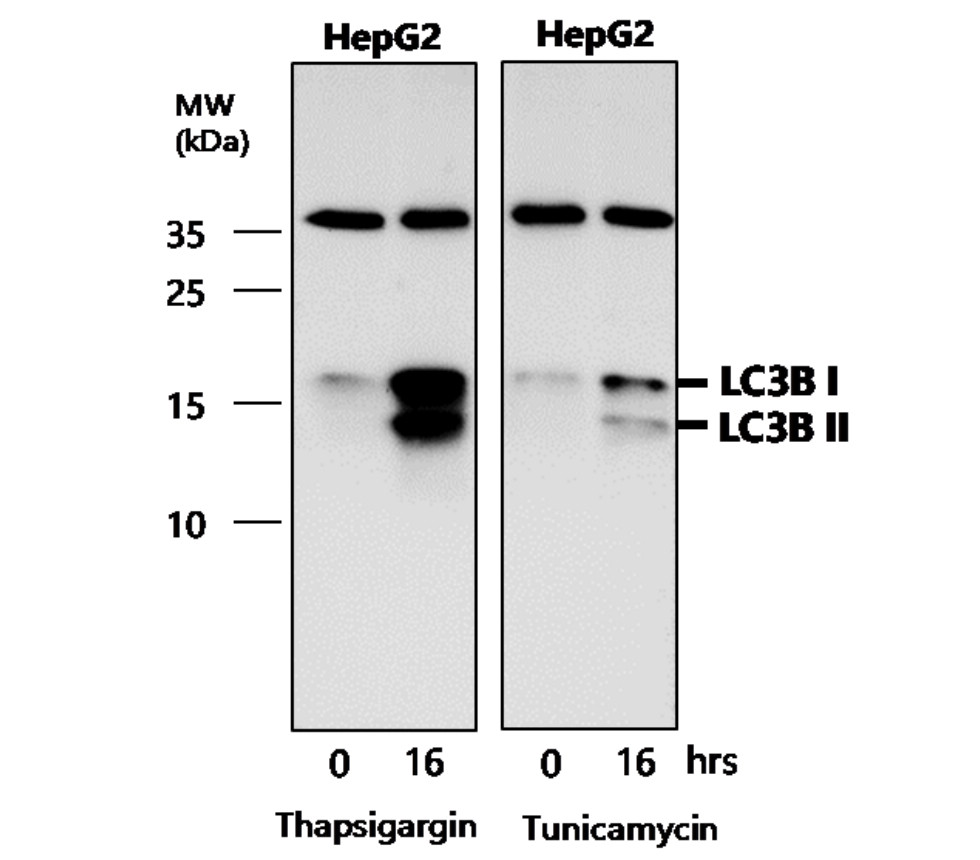 LC3B Antibody