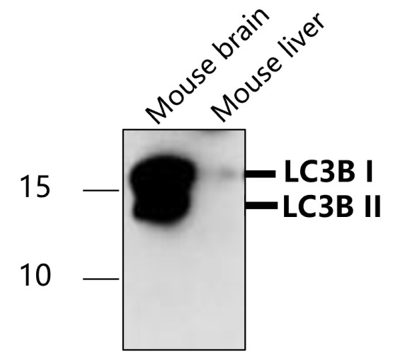 LC3B Antibody