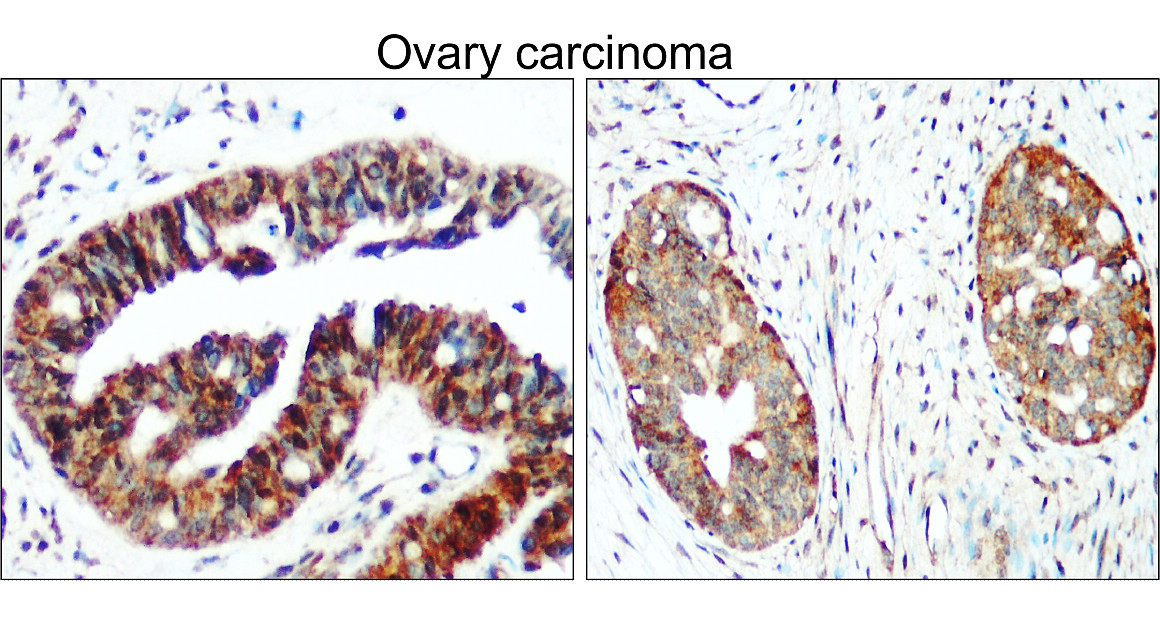 eNOS/NOS3 Antibody