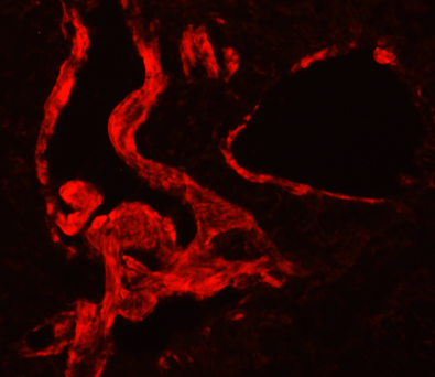 eNOS/NOS3 Antibody