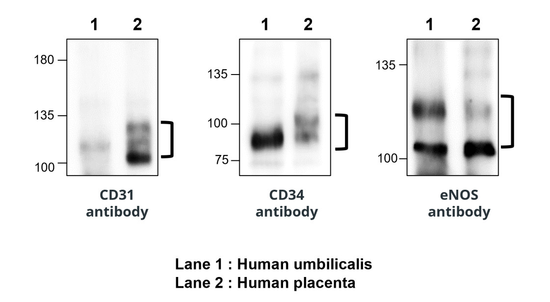 eNOS/NOS3 Antibody