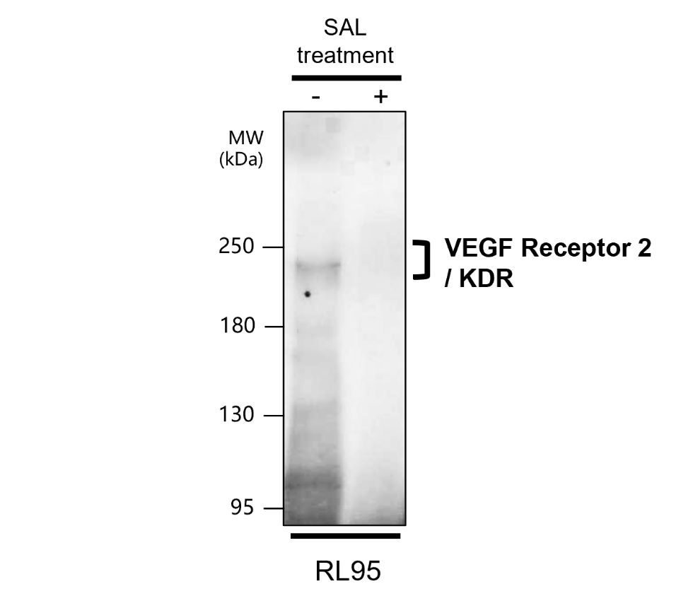 VEGFR2/KDR/CD309 Antibody