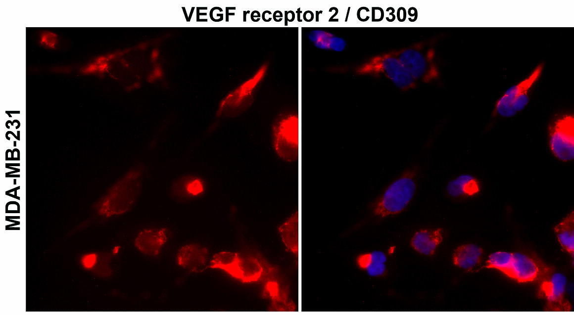 VEGFR2/KDR/CD309 Antibody