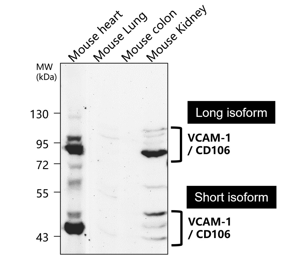 VCAM-1 / CD106 (Extracellular)