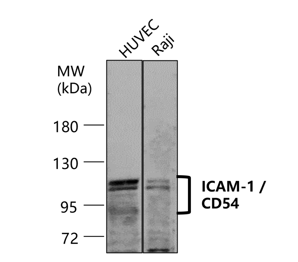 ICAM-1 / CD54 (Extracellular)