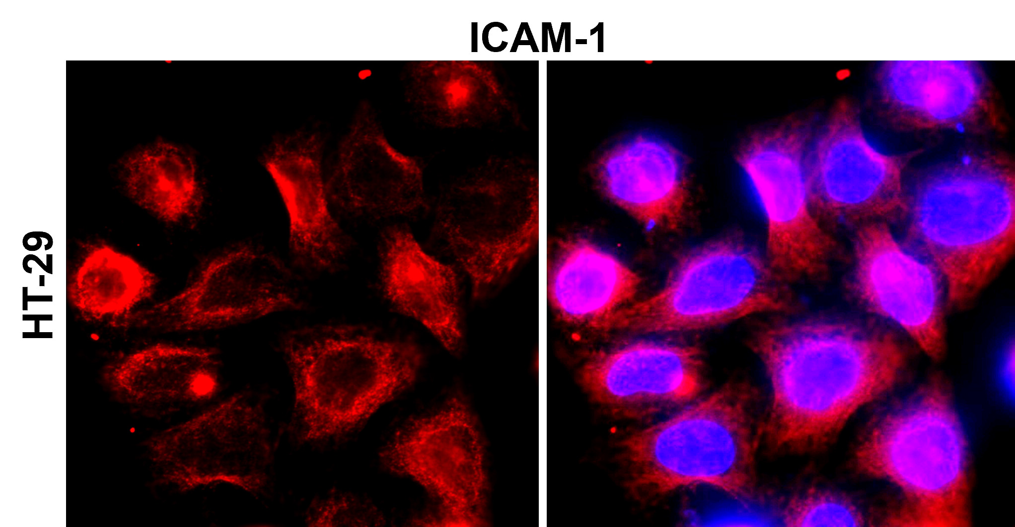 ICAM-1 / CD54 (Extracellular)