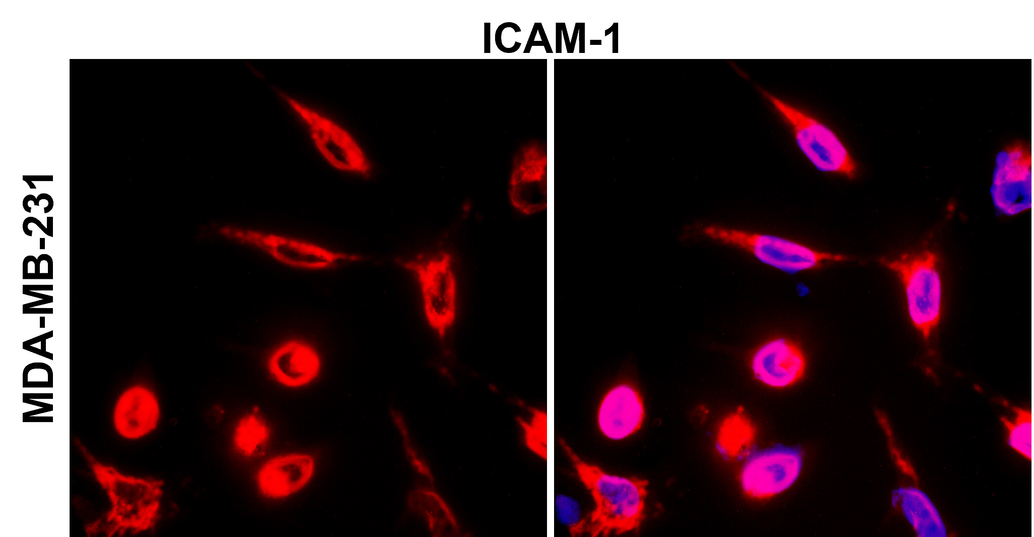 ICAM-1 / CD54 (Extracellular)